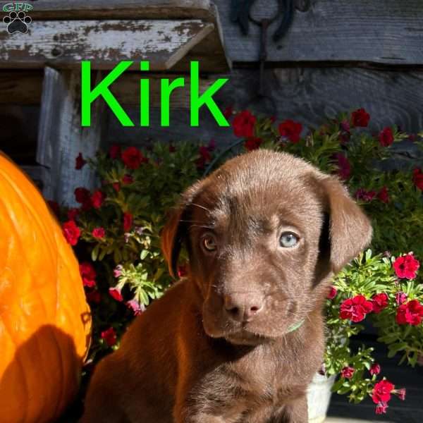 Kirk, Chocolate Labrador Retriever Puppy